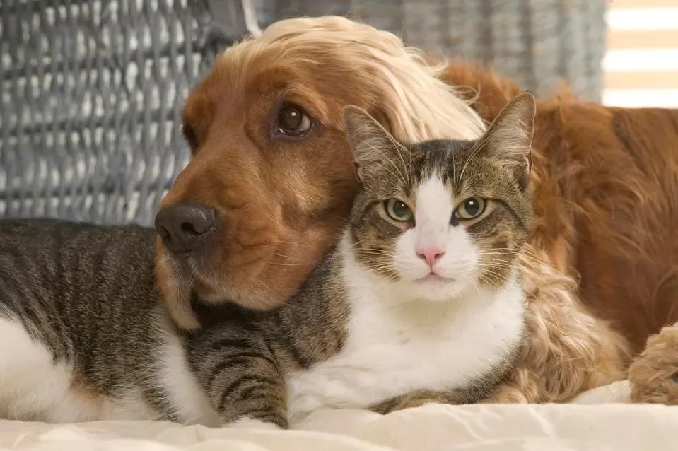 Growth In The Pet Industry Is At A Turning Point