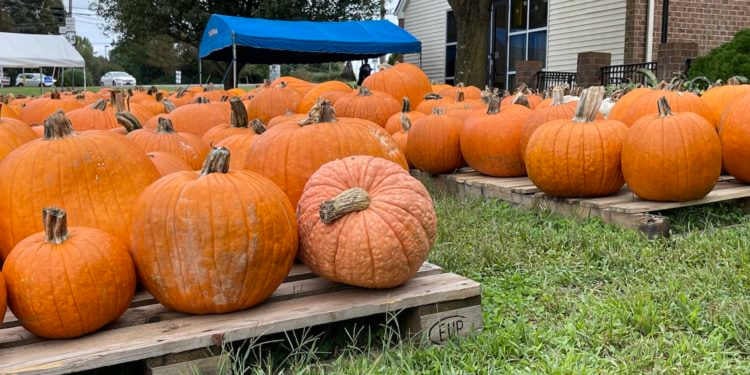 Pumpkin Patches