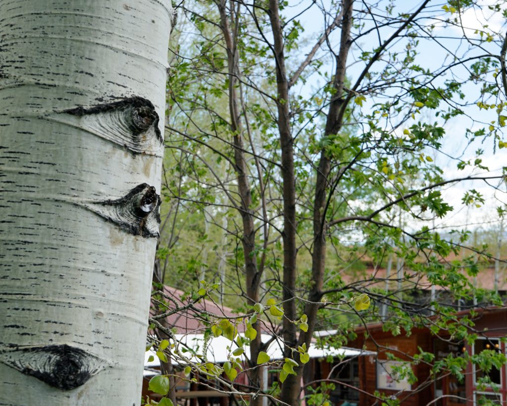 Aspen’s Connection to Aspens, Other Trees to Culminate on June 8