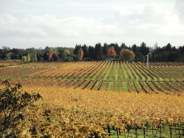 Rodney Strong Ranch & Vineyards