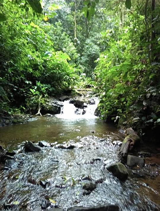 1836 Acre Farm With Streams and Primary Jungle at the Basin of Sierpe