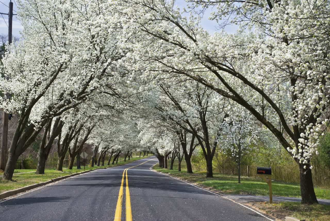 A winding road lined with blossoming white trees, creating a magical, ethereal tunnel.