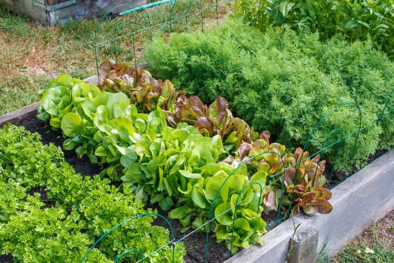 Ask A Nester: Planting Green Ideas