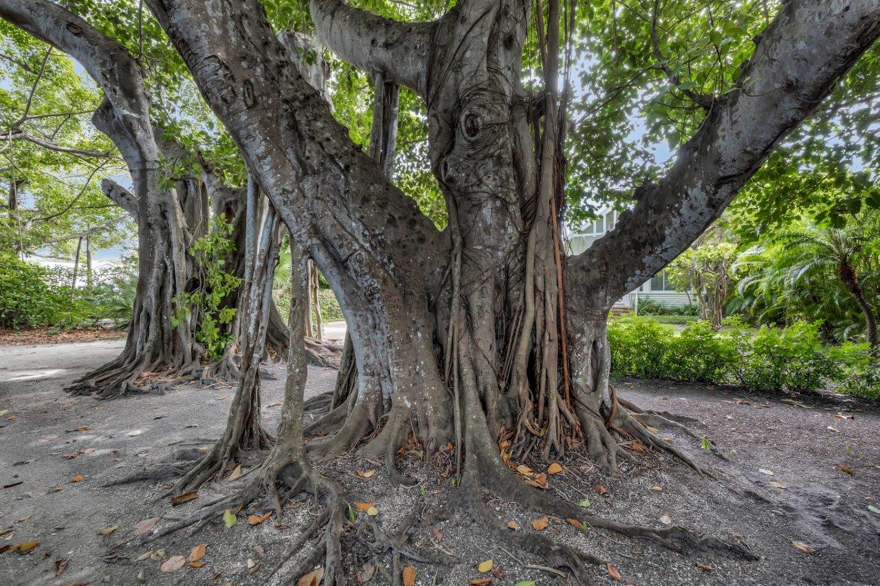 Banyan Street