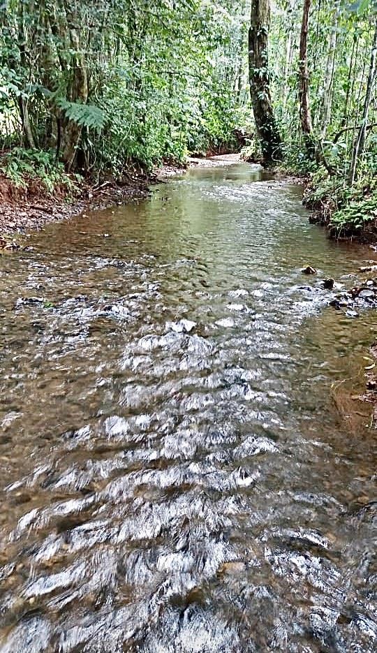 1836 Acre Farm With Streams and Primary Jungle at the Basin of Sierpe