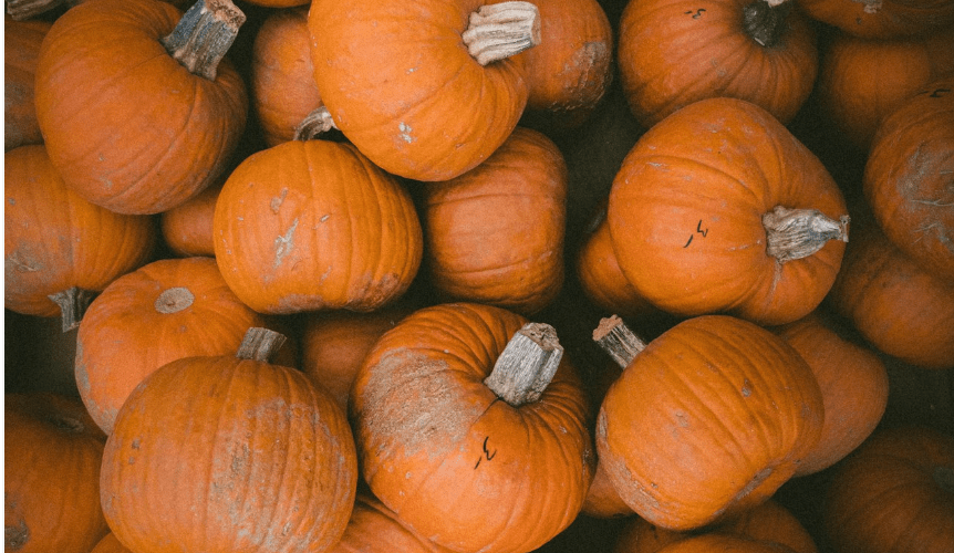 The Best Pumpkin Patches and Family Fall Activities in Orange County