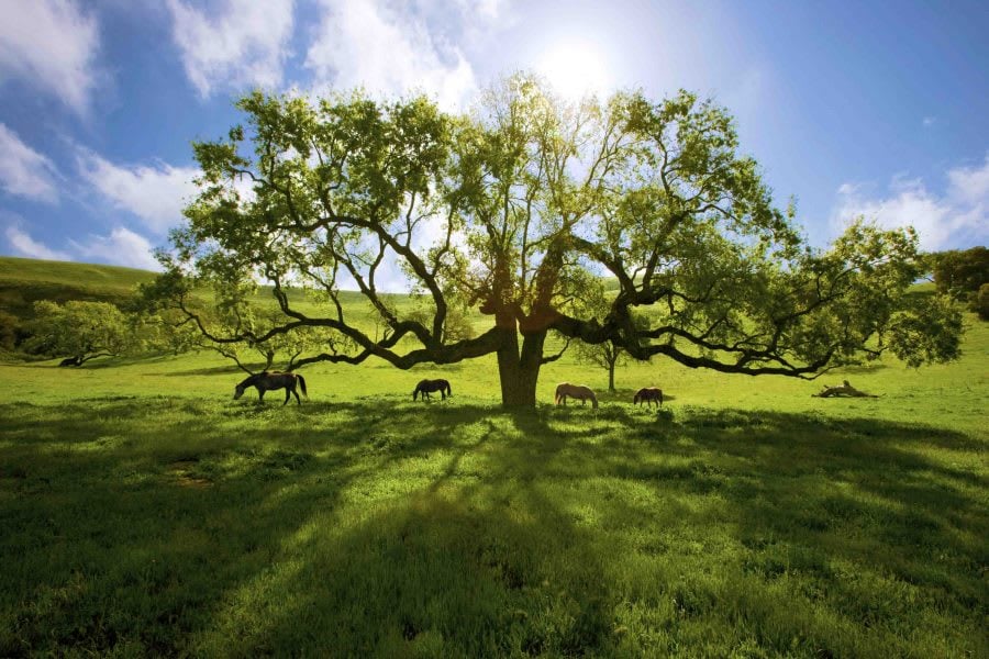 Santa Ynez