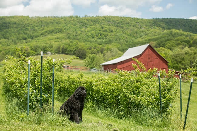 Bee’s Knees: New River Valley Stuff We Dig!