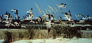 Wilmington Summer Bucket List: Relax at Masonboro Island