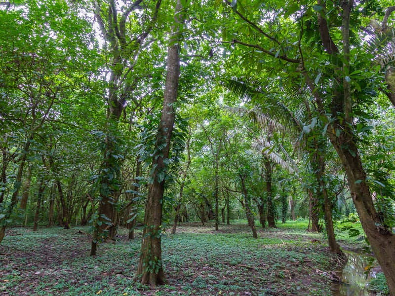 1 Acre Jungle Property