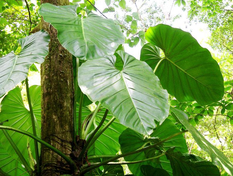 Rainforest Nature Reserve, Manuel Antonio, San Jose