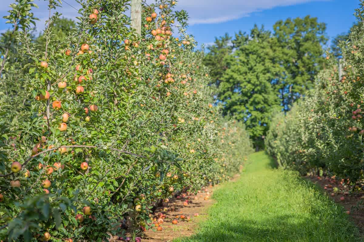 Local Love – Winter 2021, Part 2