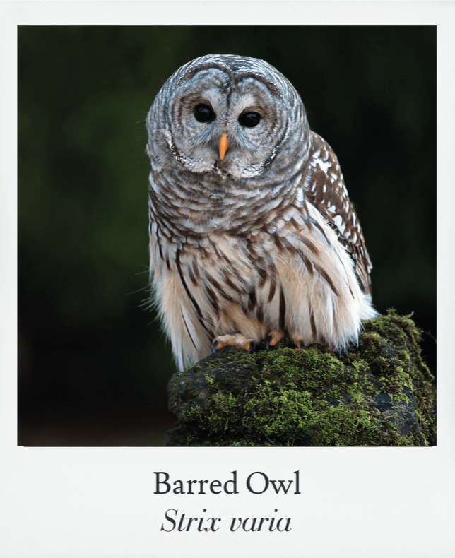 Basics of Birding