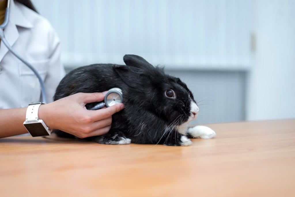 Buying and Selling with Pets
