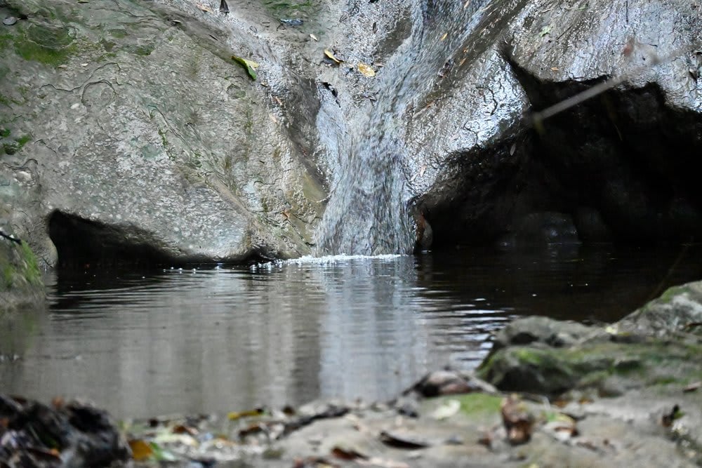 Natureza Viva