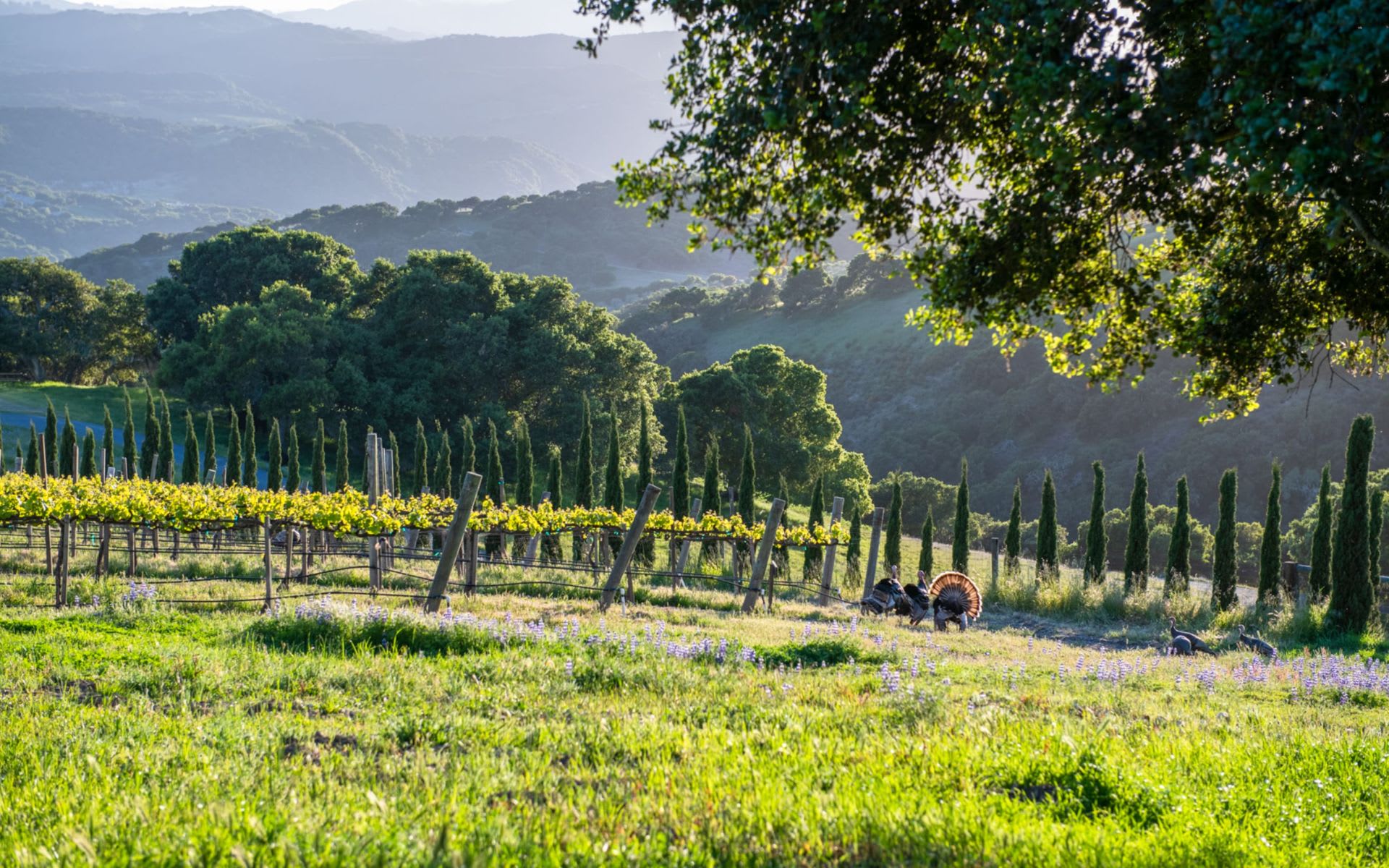 Diamond T Ranch & Vineyards - The Talbott Estate