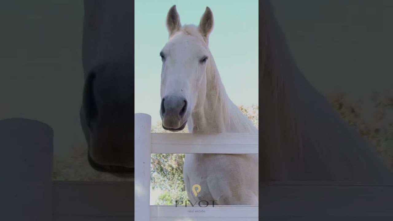 Goin' Local- #53 Cornerstone Therapeutic Riding Center