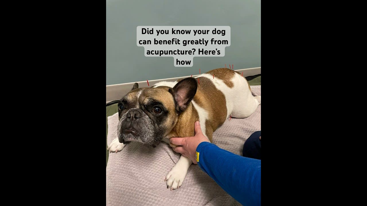 French Bulldog goes for acupuncture