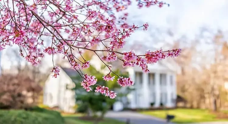 A branch of pink blossoms with a house in the background, capturing the essence of springtime in a residential area.