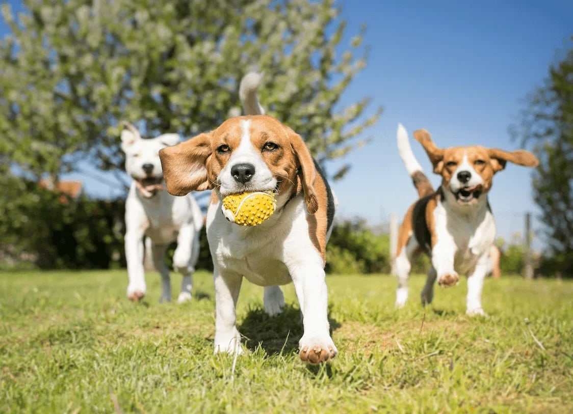 Pawsome Parks: Unleashing the Top 4 Dog-Friendly Havens in Pacific Heights!