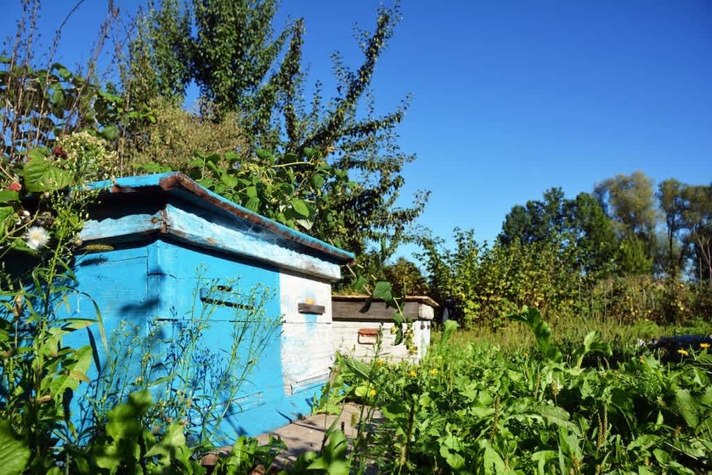 Can Bees Help Save the World?