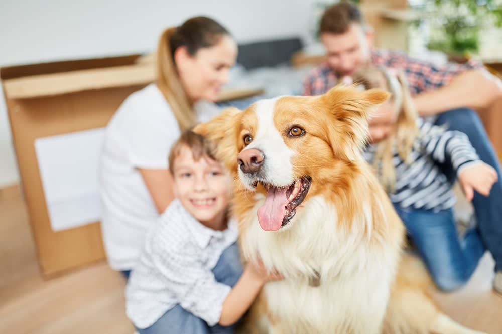 5 Tips for Moving With Pets