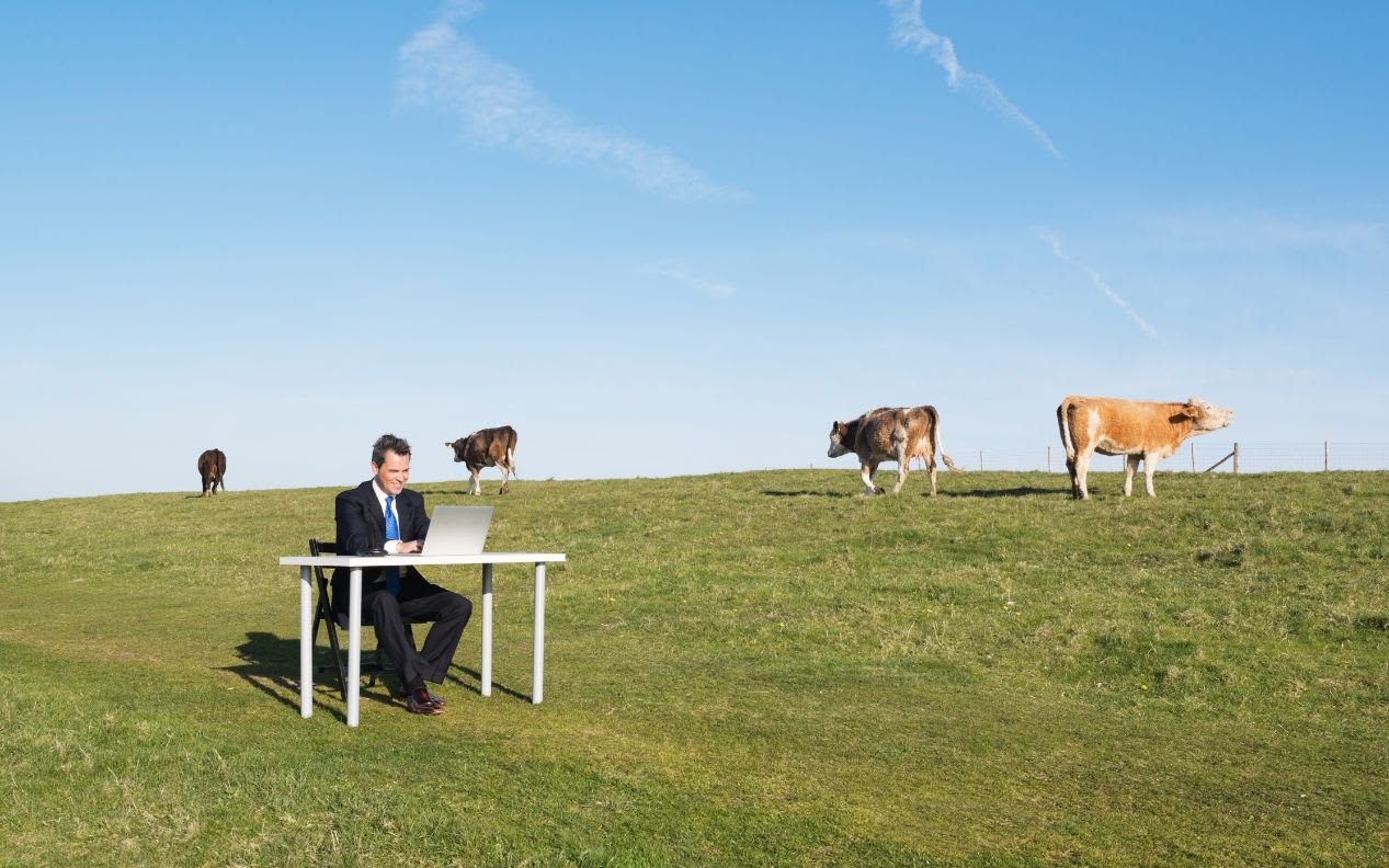 Full length of mature businessman using laptop at desk with cattle in background on pasture field. Farm business, modern farming or business freedom, remote working concept.