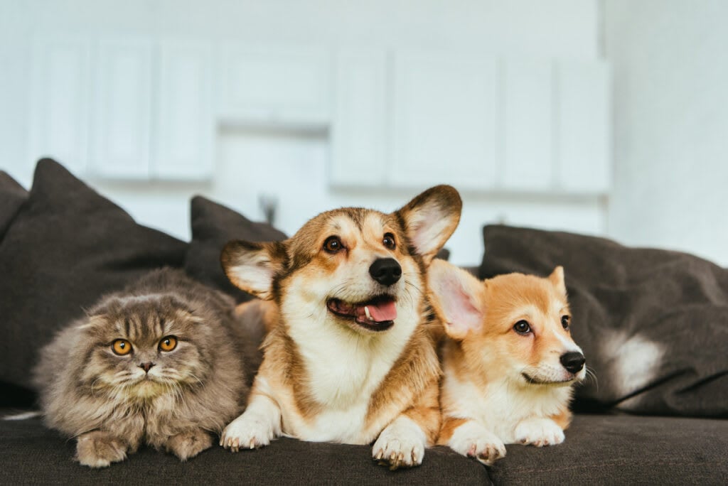 Selling Your Home with Pets!