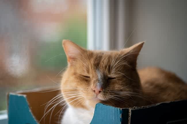 moving with pets