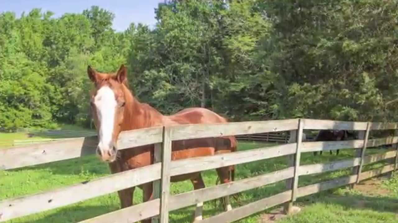 NC Horse Horse Farm in Bahama