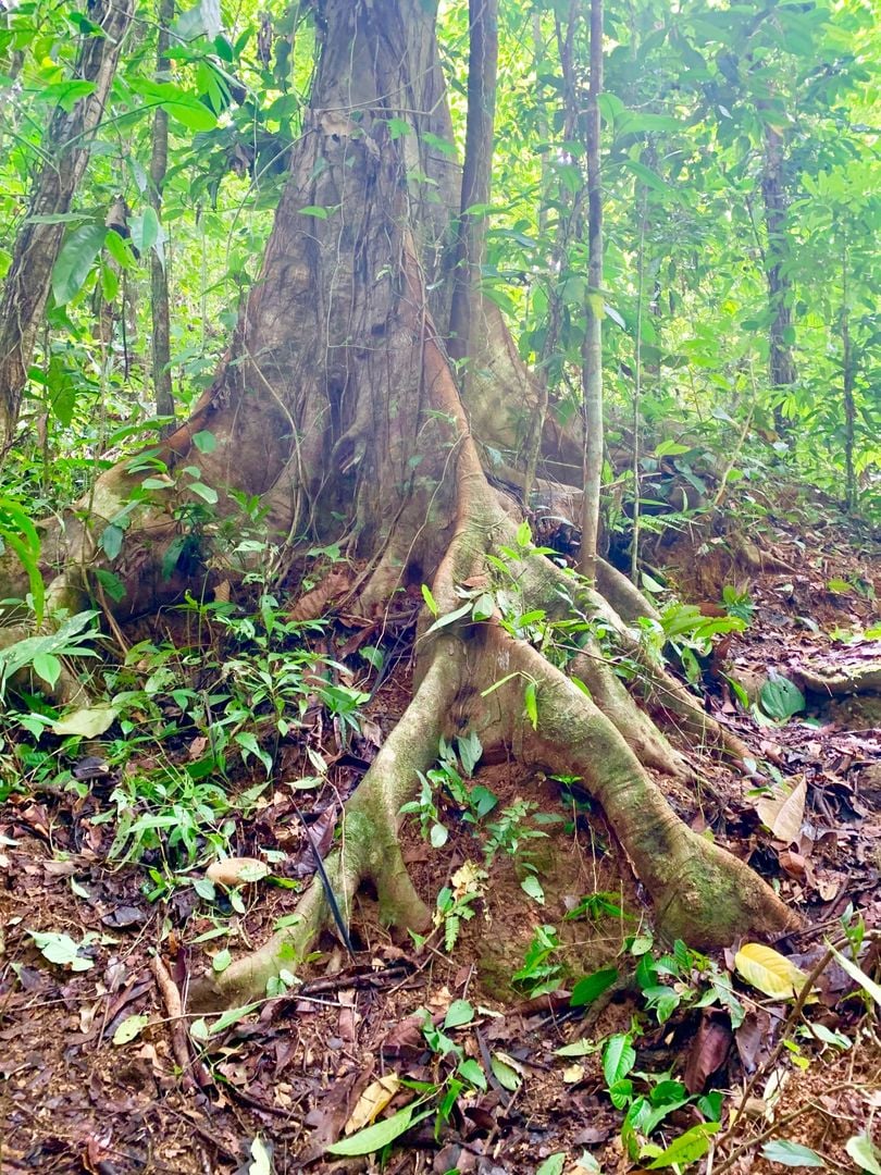 Triple Waterfall Ocean View Land, Dominical, Puntarenas