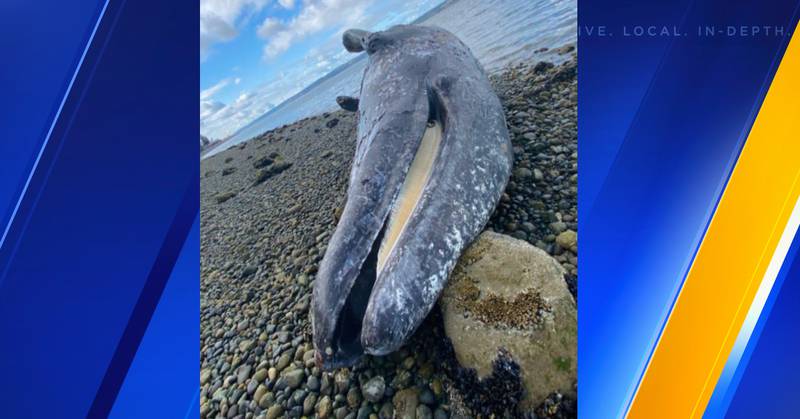 Officials: gray whale found stranded on Camano Island