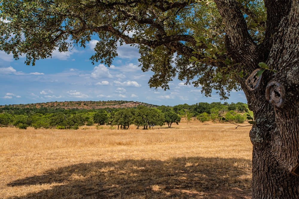 Dog Tick Ranch