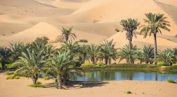 A lush green oasis with palm trees surrounded by a desert landscape.