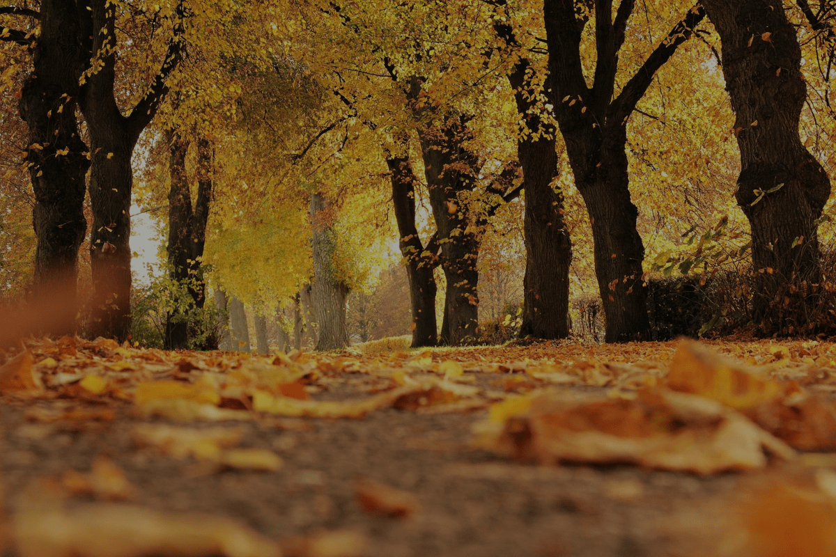 Leaf Peeping Road Trips: Chasing Fall Colors from Southern California