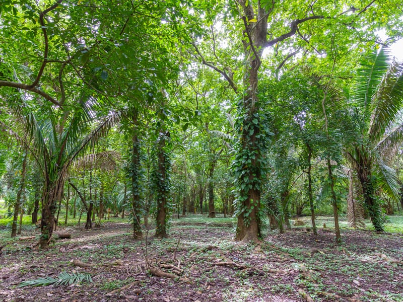 1 Acre Jungle Property