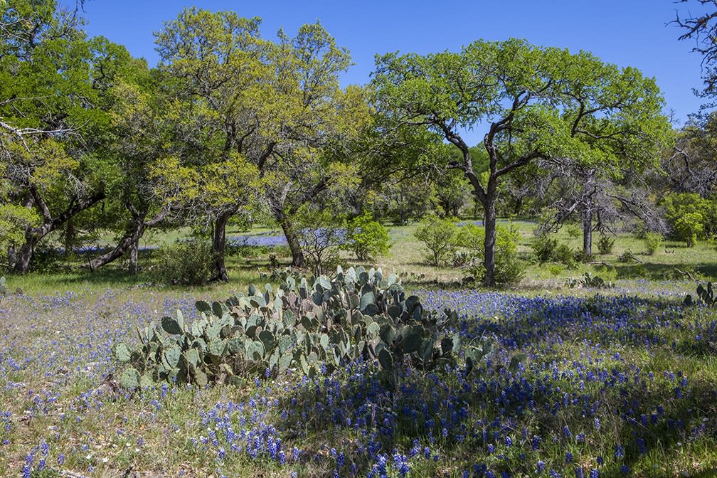 173 Carlina Loop, Liberty Hill, Texas 78642