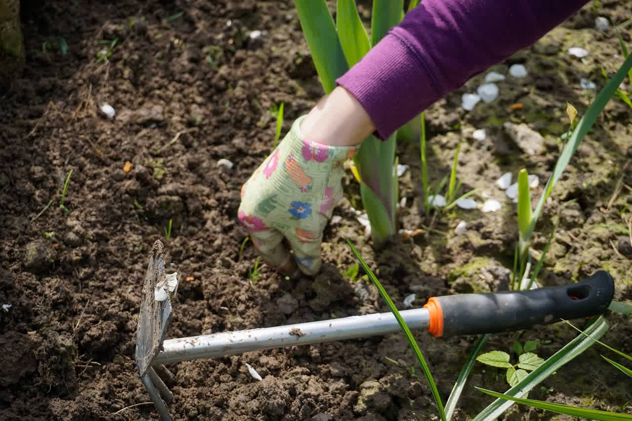Best Pet-Safe Ways to Keep Your Colorado Yard Free of Weeds & Pests 