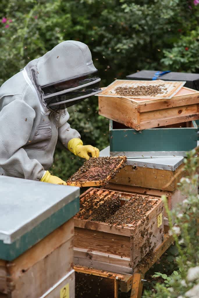 Can Bees Help Save the World?