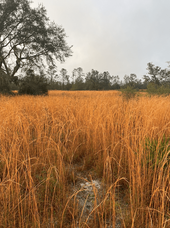 County Road 53 -  Lafayette County Florida | Pioneer Land FL