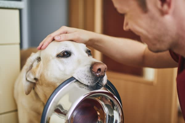 Prepping Pets For Your Move