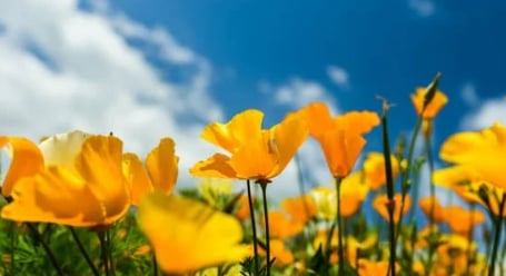 Flower Power: Discover the Wildflowers on Hiking Trails in Corona, CA!