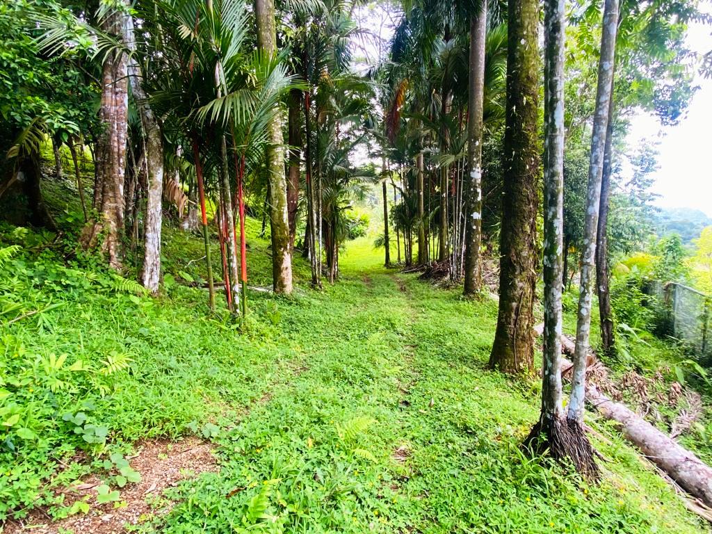 Gorgeous 1.43 Acres in Uvita Costa Rica Your Slice of Paradise Awaits