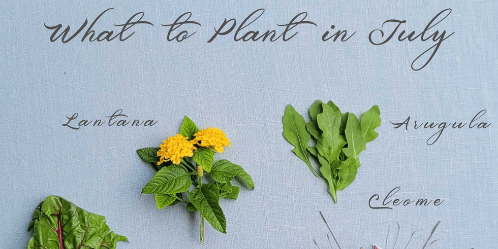 July planting guide featuring lantana, arugula, and cleome.