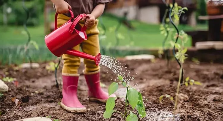 A child watering a plant in a garden. The child is wearing colorful clothes and red boots, creating a cheerful and nurturing scene related to gardening or outdoor activities.