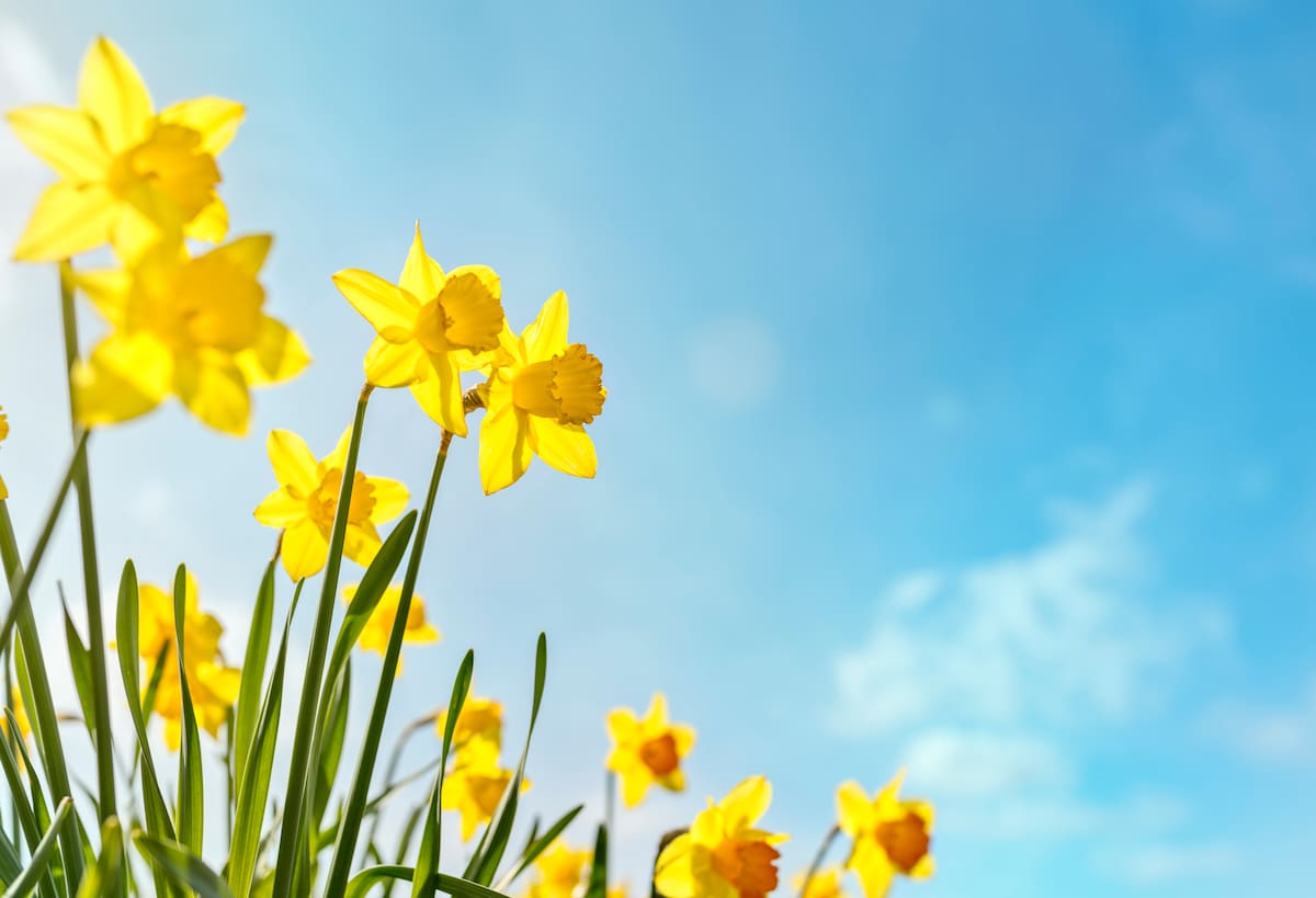 Gardening Tips: Get Your Hands Dirty