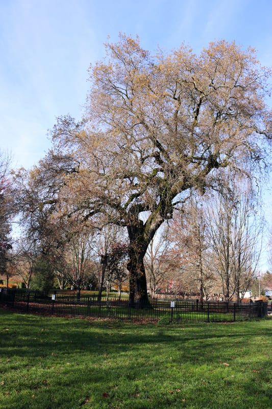 Kenwood