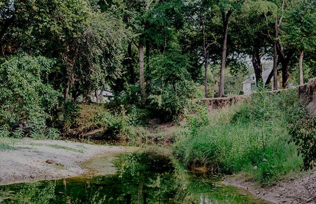 a photo of lush green trees and bushes in Bluffview 