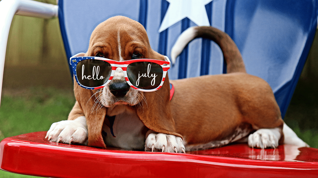 A brown puppy wearing sunglasses that say "hello July" on them, sitting on a red surface with a blue background.