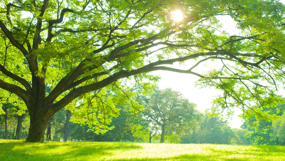 What to Know When Buying Land